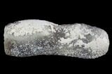 Agatized Fossil Coral Geode - Florida #110153-1